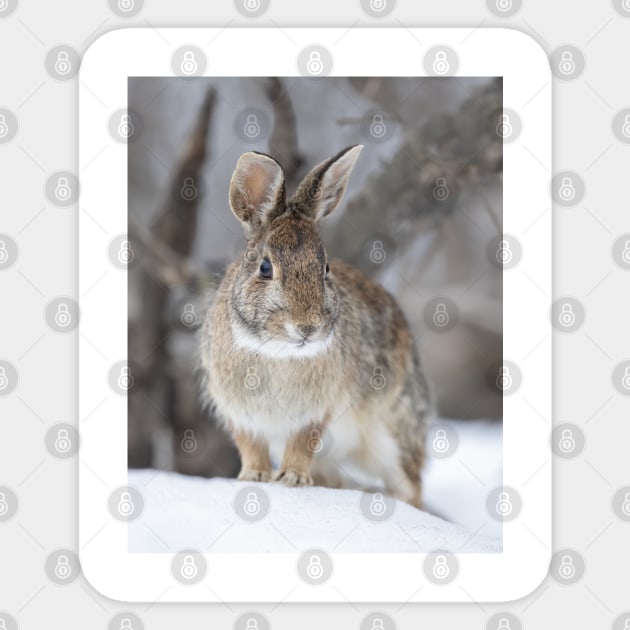 Eastern Cottontail Sticker by Jim Cumming